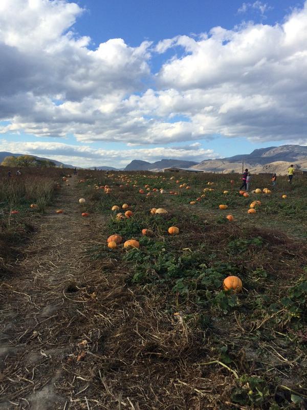 XOX__Crystal's tweet photo. Went to @AgraFarms today, had fun picking out a pumpkin and getting lost in the corn maze! Only made it half way! http://t.co/lurFvjEnaI