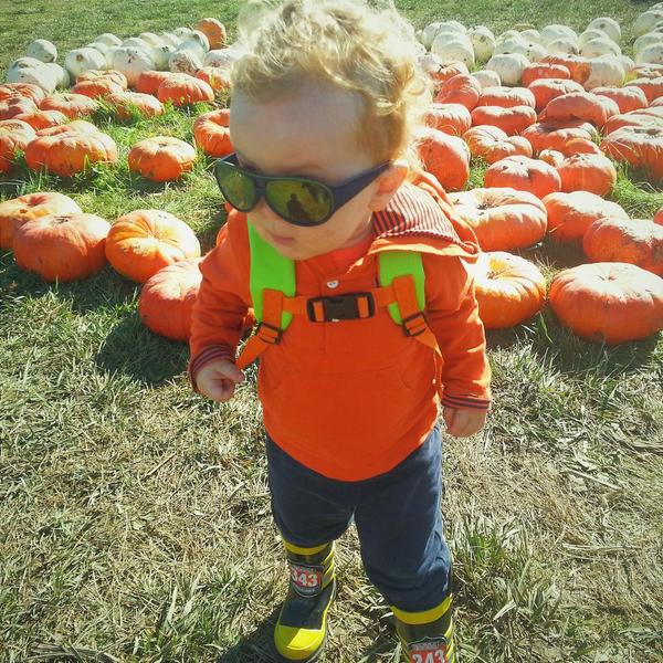 ApolloTalk's tweet photo. Looking for that perfect pumpkin. 
#vscocam #pumpkin #pumpkinpatch #Portland #fall #toddlerlife #october http://t.co/elCAiu2gUY