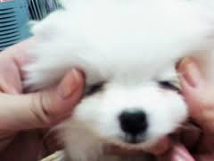 T_ARAPETS's tweet photo. Good morning Queen's 🐶
have a great Monday 😁 ㅋㅋㅋㅋ
#Bapul #Qri #T_Dogs http://t.co/EN8c7JsbPa