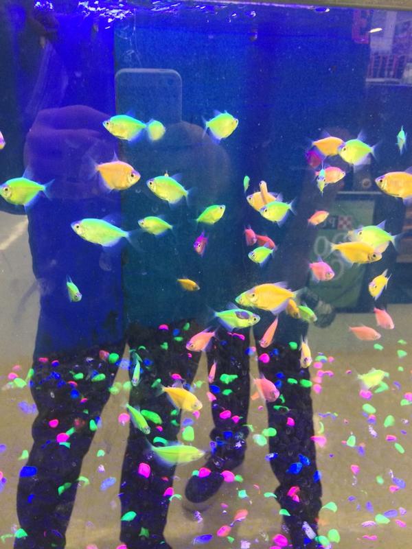 StevenLos4's tweet photo. I want these fish http://t.co/8jUM8OuOzM