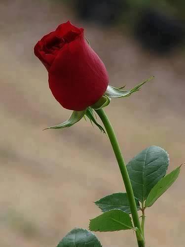 abdulaa11222049's tweet photo. ---
--- 
 تم الإرسال بواسطة واتساب http://t.co/vScywnGMTZ