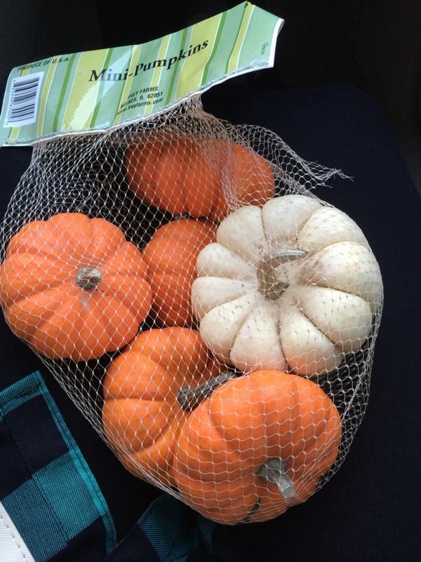 Bekah711's tweet photo. This is what happiness in a bag looks like💞🍁 #tinypumpkins http://t.co/VjweF7SrP0