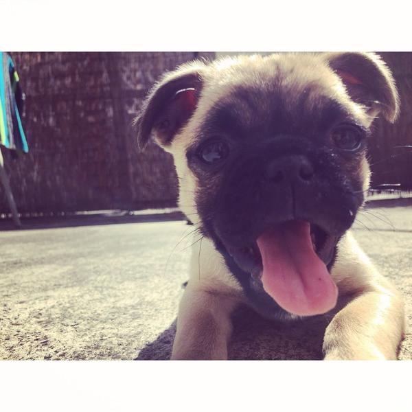 WorkOut2EatWhat's tweet image. Puppies = happiness! RT IF YOU THINK SO! #retweet #puppies