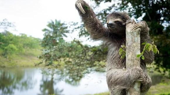FaZeBlaze's tweet photo. #DailySloth http://t.co/OTNIe9txBH