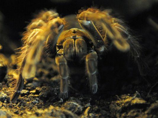 Embedded image permalink