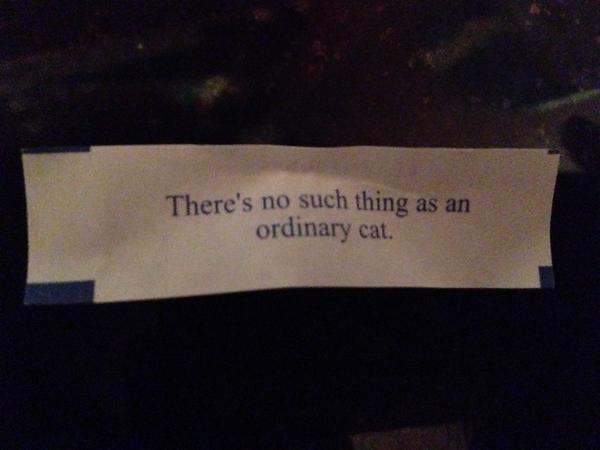 alperinrose's tweet photo. @taylorswift13 this fortune cookie is for u read it haha "there's no such thing as an ordinary cat" http://t.co/3VYK8nZOwX