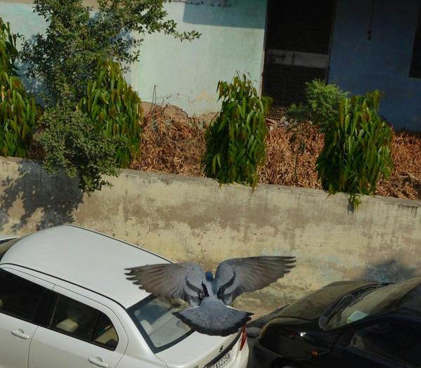 raman0607's tweet image. #firstUpload ISO :800 Aperture :7.1 exposure time :1/2000 focal length :18mm .Cropped