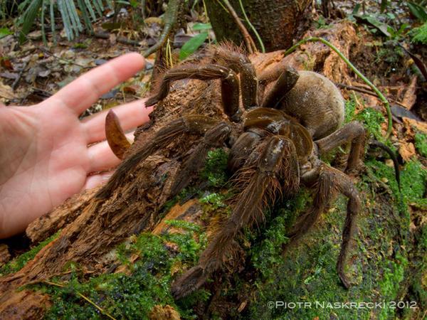 EpicCosmos's tweet photo. .. wait.. what?? Puppy-sized spider surprises scientist in rainforest. Via @CBSNews. http://t.co/P2o04exetS http://t.co/b6l2YHeAcb