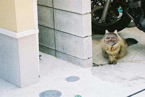 LiudgeStripboek's tweet photo. Rt als je van je kat houdt #catlove http://t.co/Meh5vQtD9G