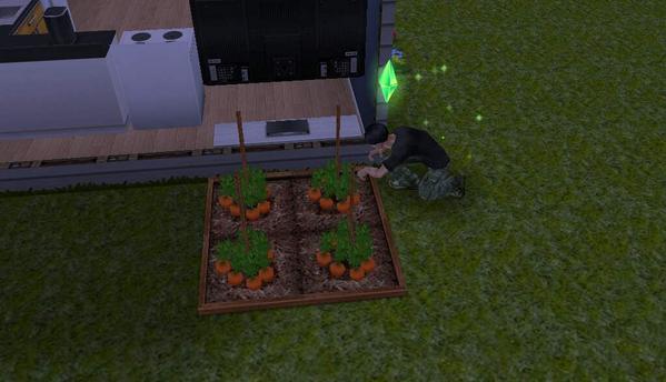 lindseyleining1's tweet photo. Wow look how big my carrots are now!!!😱 #sims http://t.co/pmGySGocXe