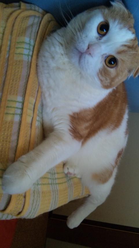 TwilightChimu's tweet image. スコティッシュフォールドのうちの子(下記写真)が１ヶ月ほど前から行方不明です。
見かけた、保護してる等々ありましたら連絡下さい&amp;gt;&amp;lt;