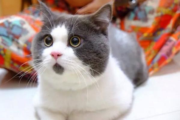 wisdomory's tweet photo. Kucing sepenuh masa muka terkejut. http://t.co/G9eptwlCTQ