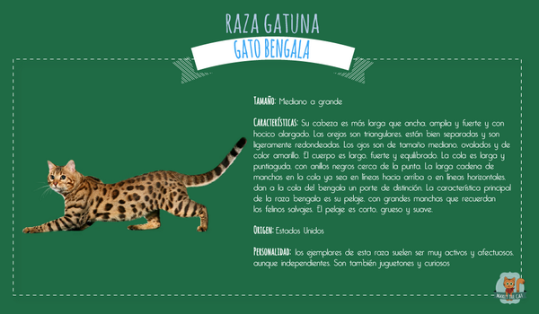 Marlythecat's tweet photo. Nuestra raza gatuna de la semana... Los gatos bengala, definitivamente son todas unas fieras!!!! http://t.co/slq2UqhqyA