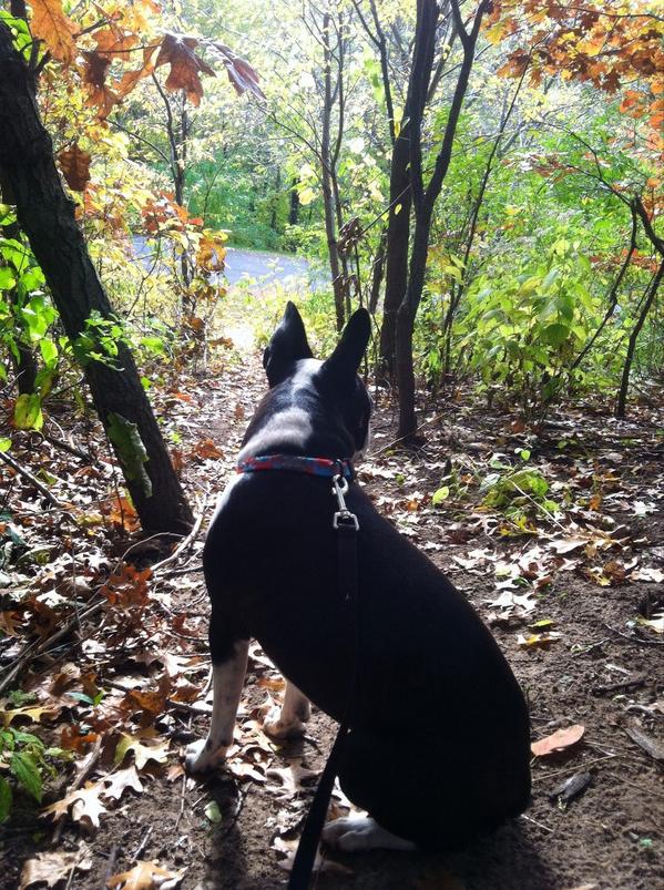 KSchillinger1's tweet photo. Contemplating life #rufflife #SQUIRREL http://t.co/aS7EEdWfah