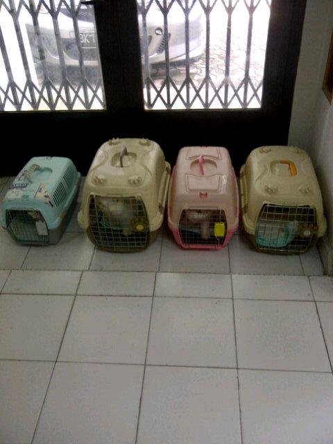 Lucu2 kucing yang sudah hadi disini