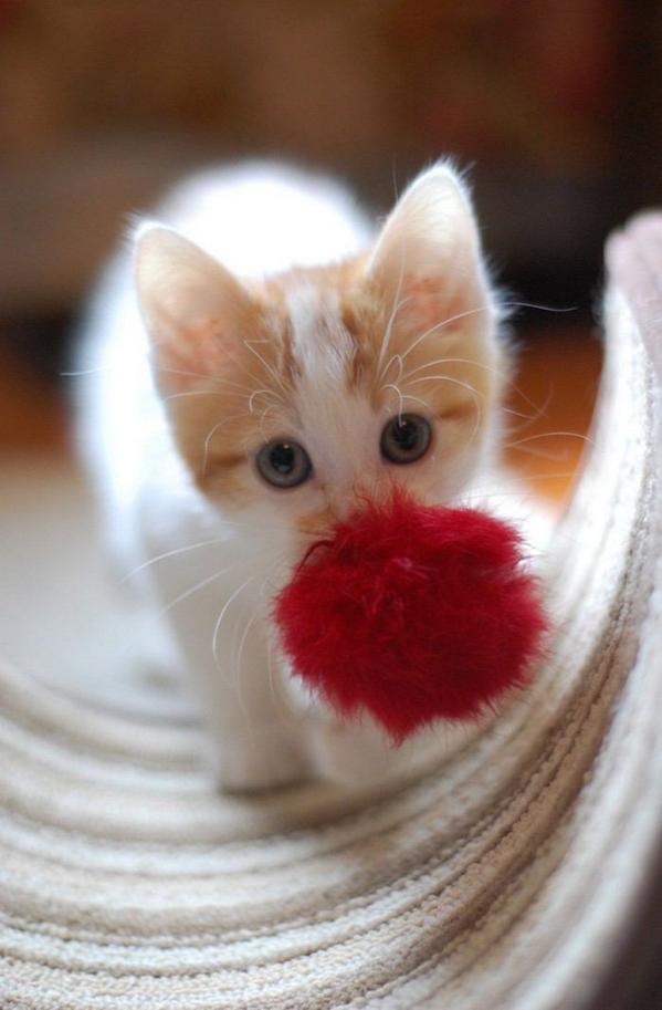かわいい子猫画像 プレゼントをくわえてきた 猫画像 T Co Xmnsky0ist Twitter