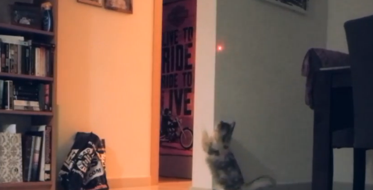 Embedded image permalink