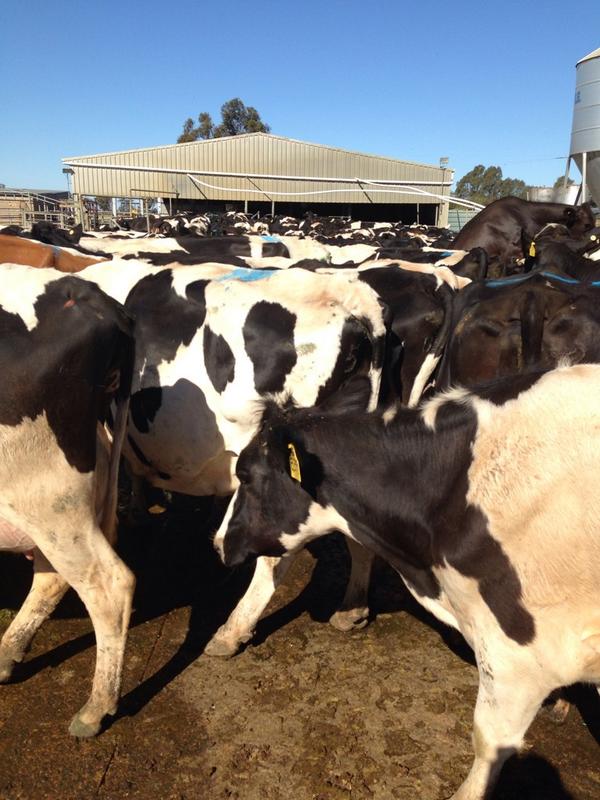 bparkes71's tweet photo. 150 cows on heat at once makes for an eventful night in the dairy #timedAI http://t.co/7gJdH7fsgS