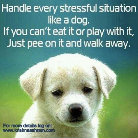 Krishnashram's tweet photo. “Happiness is a warm puppy.” http://t.co/31kW8hdvHo