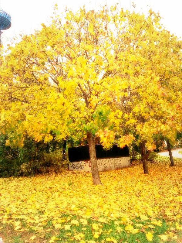sidbose's tweet photo. Autumn at it's best... http://t.co/FEaQwMeptv