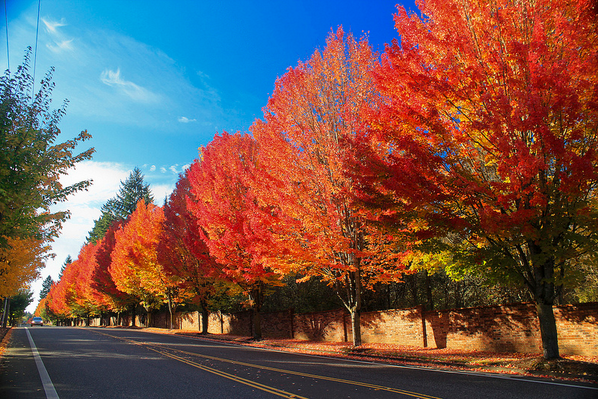 Momiji356's tweet photo. Beautiful red leaves of Autumn!
(Photo: ⓒ PhotoScenics)
http://t.co/JwVnfCUKu0 http://t.co/mkxKP7eW9N