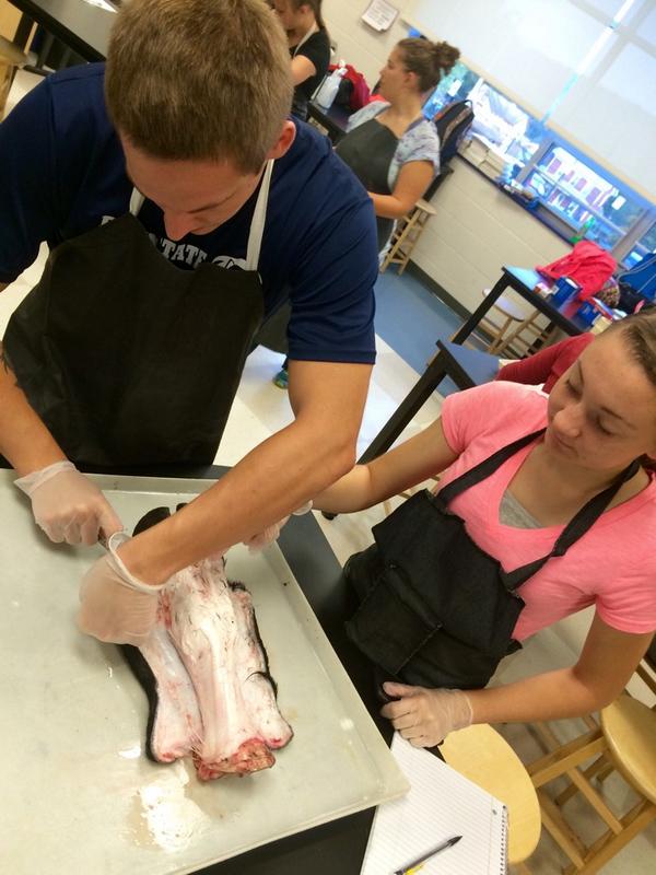 MiddWestAg's tweet photo. Dissection of the bovine forelimb to study musculoskeletal anatomy and physiology in #vetscience http://t.co/CAn5bZvk58
