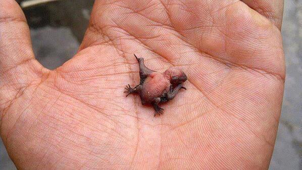 This Is What A New Born Baby Bat Looks Like batkid Via this-is-what-a-new-born-baby-bat-looks-like-batkid-via
