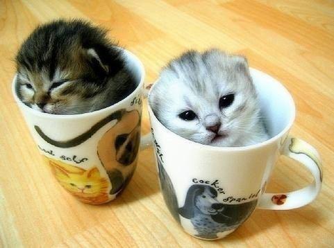 かわいい子猫画像 Koneko Cat Bot Twitter