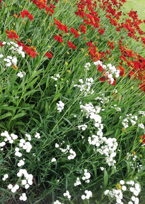 BBCGWLive's tweet photo. #FocusOnColour The red and white flowers have been planted so neatly, it creates a clean and striking feature. http://t.co/M2fSFAgrqb