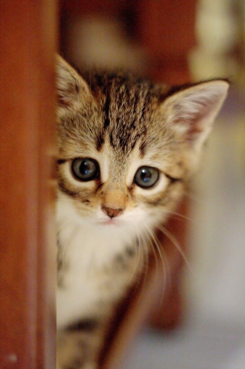 猫画像 Twitter Search Twitter