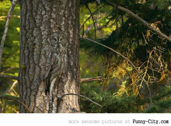 FunnyCitycom's tweet photo. Owl camouflage - Level 90 #nature http://t.co/RvxA67MRkq http://t.co/IIoY0ELdh4