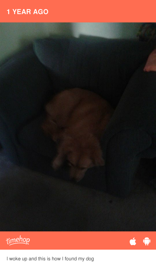 emmst24's tweet photo. She still lays like this! http://t.co/YwPomVxBH4 http://t.co/mGRj9cXQkl