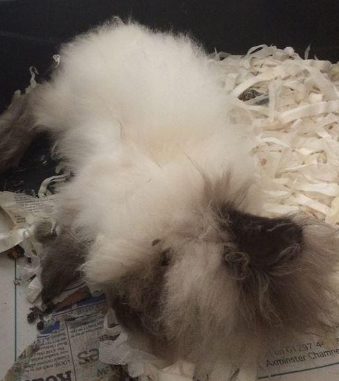 BuddyMBunny's tweet photo. @BarclayBeales say hello to your rabbit Kipling from me! #bunnypals http://t.co/oCCVOkBCvI