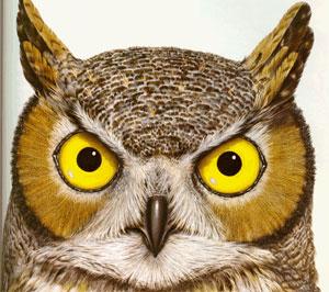 Embedded image permalink