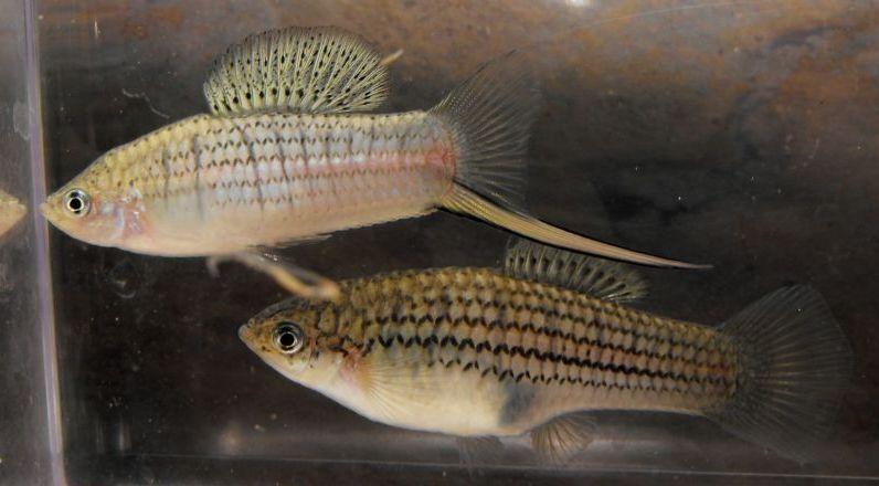 魚図鑑 和名 キフォフォルス ネサウアルコヨトル 学名 Xiphophorus Nezahualcoyotl 清流に住むメダカの仲間で メキシコに分布する 種小名の由来はアステカ王の名前 尾鰭下部が伸長しているのが雄で そうでないのは雌 Http T Co Xzduwwchsn 魚図鑑 和名 キフォフォルス ネサウアルコヨトル 学名 Xiphophorus Nezahualcoyotl 清流に住むメダカの仲間で メキシコに分布する 種小名の由来はアステカ王の名前 尾鰭下部が伸長しているのが雄で そうでないのは雌 Http T Co Xzduwwchsn