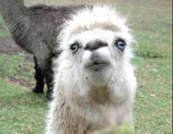 PreHealthLife's tweet image. When you have no idea what's going on in class and you have an exam in two days