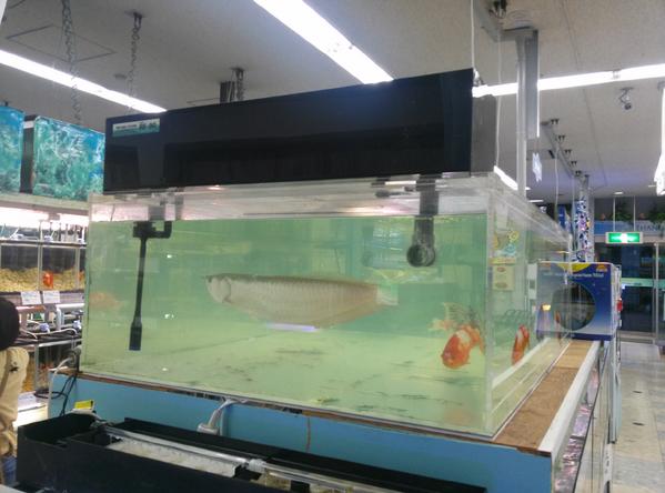 053 レジ前巨大水槽にレイシーの上部式フィルターｒｆ９0xを載せました やはり巨大なろ過装置は良いですね ロマンがあります 一時期奥に入れていたアロワナも入っています 金魚 アロワナ再びです Http T Co Lznoqdl1py