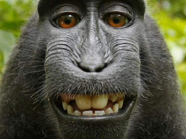 Inspektor Research On Twitter This Makake Would Start Brushing If He D Have Taken A Selfie With Qlf Http T Co Zhr1ndpwzt