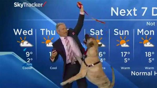 TODAYshow's tweet photo. It probably wasn't a good idea for this weatherman to do his forecast with a dog: http://t.co/JEAoXX28iU http://t.co/U1ejppkGbs