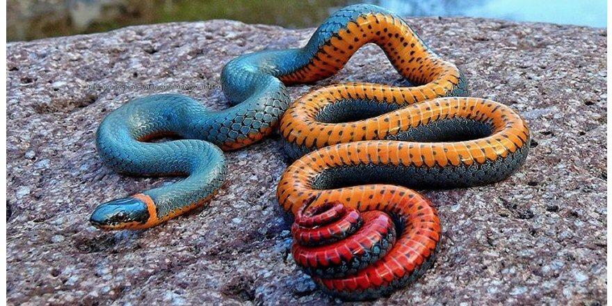 Cliff Pickover On Twitter Regal Ringneck Snake Is Almost Exclusively Ophiophagous Meaning Its Diet Consists Almost Entirely Of Other Snakes Http T Co Qrrdwddavc Twitter