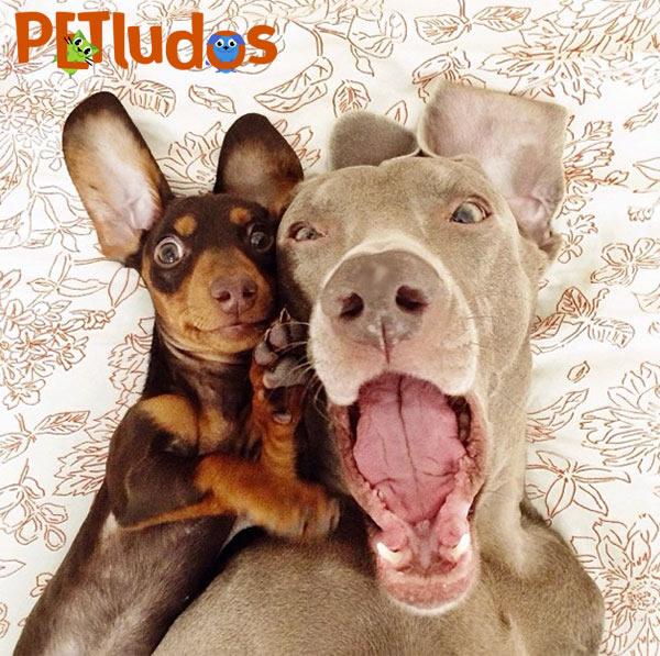 Petludos's tweet photo. ¡Buenos días #Petludos! :3 ¡Excelente semana! http://t.co/akXRK7G7gs
