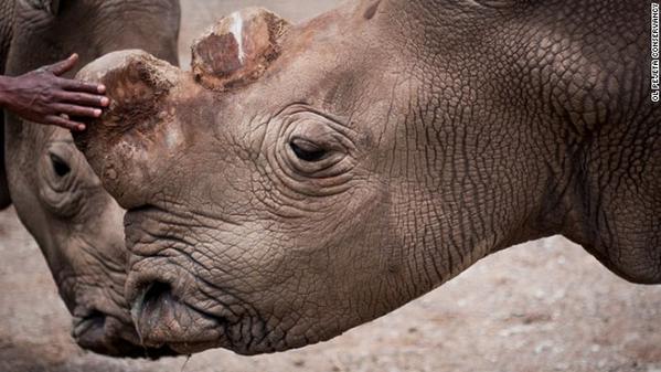 CNNEE's tweet photo. Sólo quedan 6 rinocerontes blancos en el mundo http://t.co/4T6tAx7r77 http://t.co/ycxwVgiwHQ