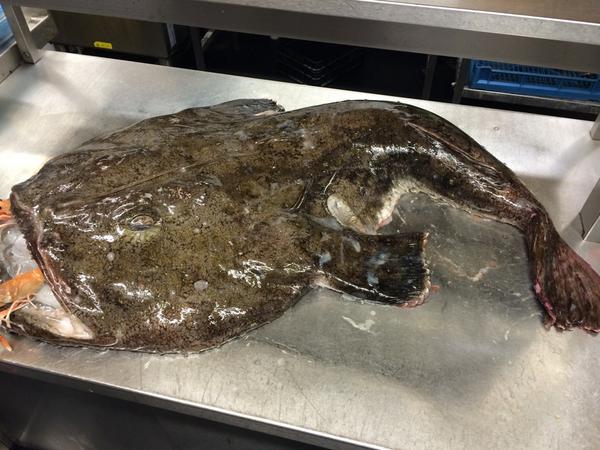 brook170404's tweet photo. @GordonRamsay fresher than fresh catch #ambleharbour #license @ZeccaAmble lovely Northumberland http://t.co/1zTpipWBIv