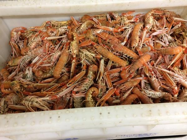 brook170404's tweet photo. @GordonRamsay fresher than fresh catch #ambleharbour #license @ZeccaAmble lovely Northumberland http://t.co/1zTpipWBIv