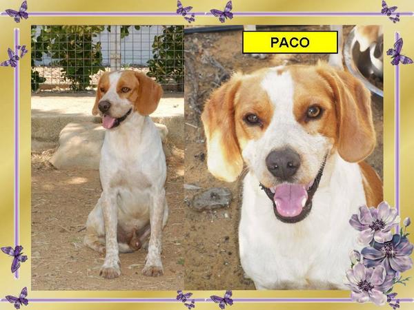 #PACO, 46 cm a la cruz, cariñoso y amigable, su mirada se derretiría témpanos de hielo. + xa la leishmaniosis
