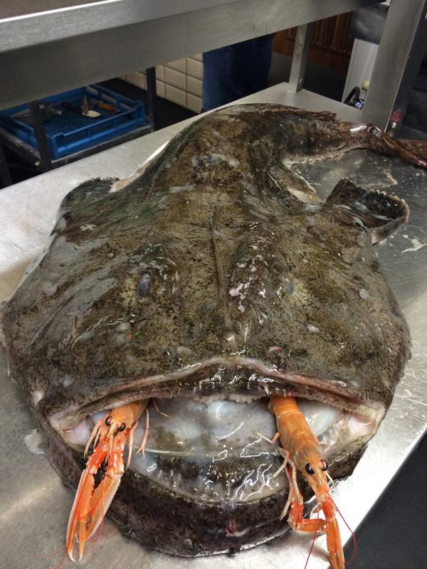 brook170404's tweet photo. @GordonRamsay fresher than fresh catch #ambleharbour #license @ZeccaAmble lovely Northumberland http://t.co/1zTpipWBIv