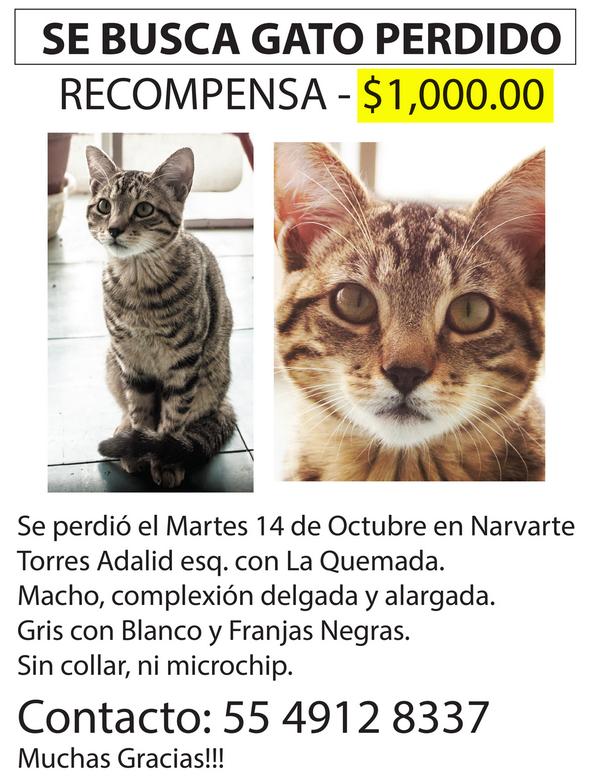Tienda papi muy agradable León Topiltzin on Twitter: "Ayuda! Se busca gato perdido colonia #Narvarte,  se salió el 14oct. #Gato #Perdido #mascota #DF plis RT!!!  http://t.co/uTOICwJQU6" / Twitter