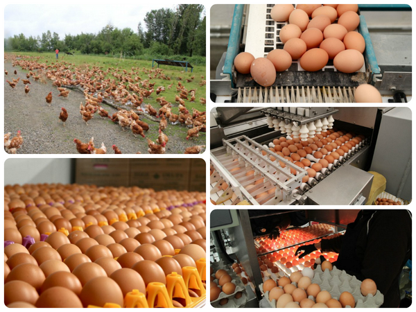 VisitRichmondBC's tweet photo. Did you know that Richmond's own #RabbitRiver farm produces incredible certified organic, free range & free run eggs? http://t.co/iMV5baSug0