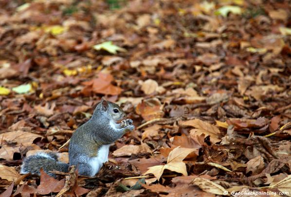 GeoCheckpoint's tweet image. The autumn arrives in London's Hyde Park. Can you find all 9 GeoCheckpoints in the park sooner than this squirrel?