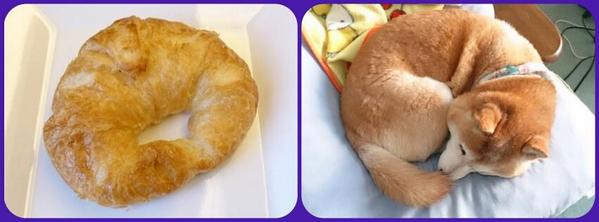 散歩犬 右 クロワッサン 左 柴犬 完全に一致 Http T Co 5zym4jmqma Twitter